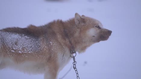 Sled-Dog-yawning-in-slow-motion-in-a-snowstorm-on-the-outskirts-of-the-city-of-Ilulissat,-Greenland