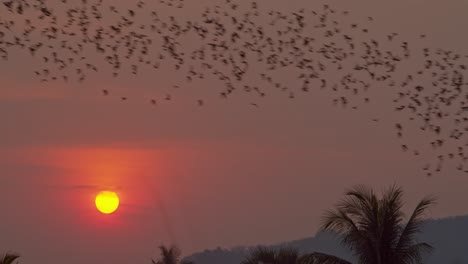 Riesige-Fledermauskolonie,-Die-In-Formation-über-Dem-Dschungel-Durchfliegt,-Während-Die-Sonne-Im-Hintergrund-In-4K-Untergeht