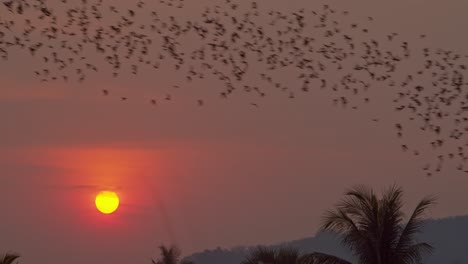 enormous colony of bats flying through shot in formation over jungle as sun sets in background in 4k