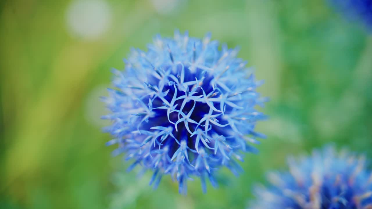 Fiori di cardo azzurro in primo piano. Sfondo bokeh sfocato con erba verde. Le delicate texture della natura in evidenza. Perfetto per progetti a tema calmo, naturale o floreale.