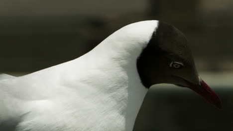 close-up portrait shot of a black-headed seagull chroicocephalus ridibundus, a migratory bird that stays in bang pu recreation area for the duration of the winter, in bangkok, thailand