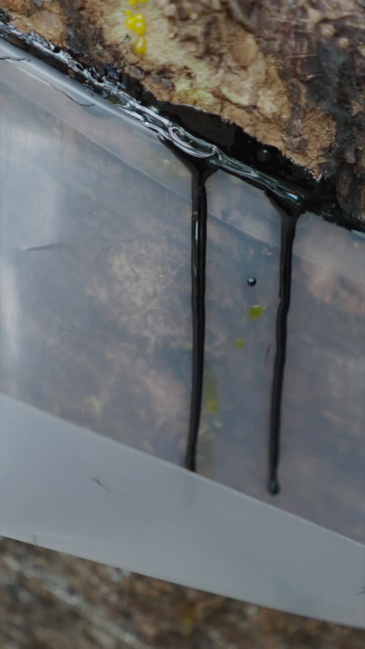 Resin dripping from tree into plastic container