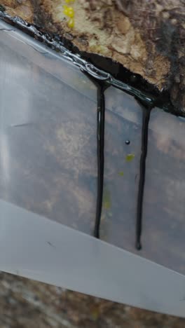 resin dripping from tree into plastic container
