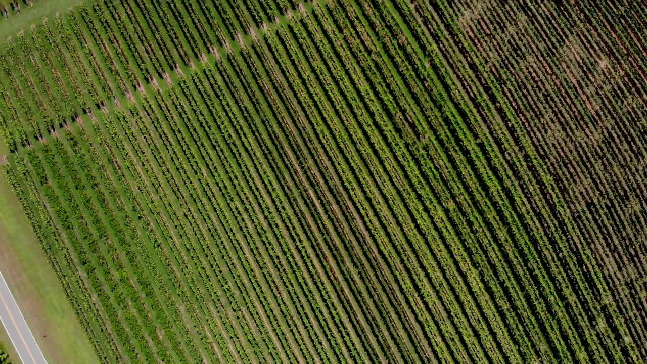Aerial view of vineyard in Georgia