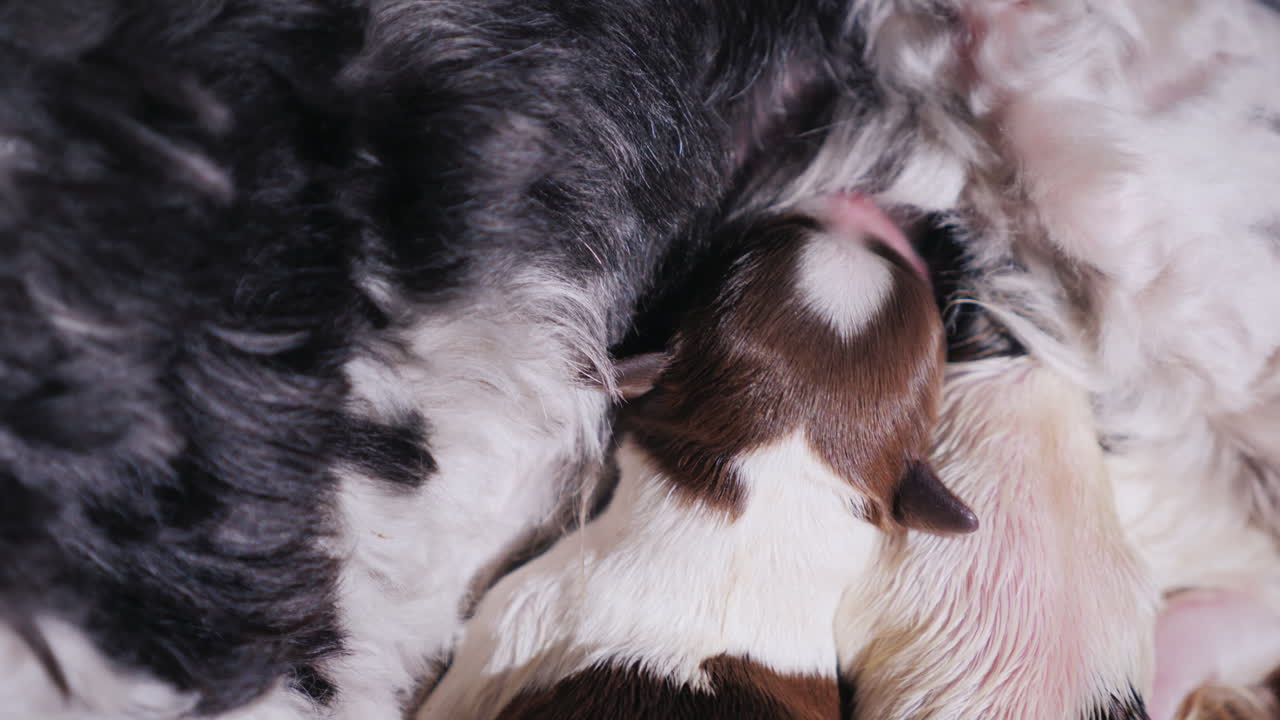 perro alimenta a sus cachorros recién nacidos