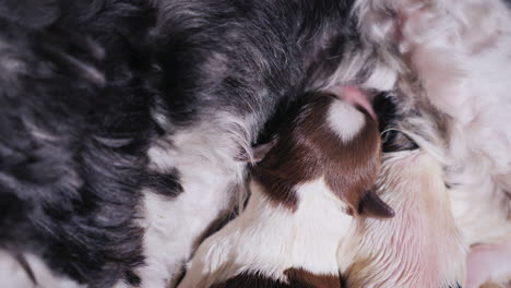 perro alimenta a sus cachorros recién nacidos