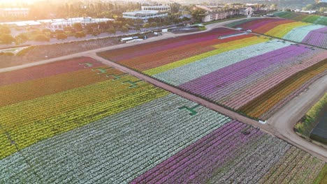 Colorful-flower-fields-in-Carlsbad,-California-seen-from-above-during-a-sunny-day