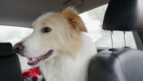 dog in a hot car
