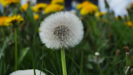 flor de diente de león en un prado verde