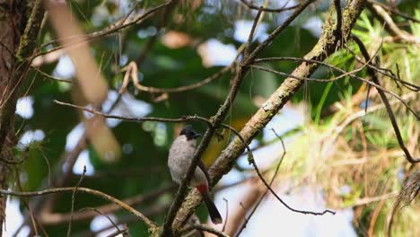 Von-Seinem-Rücken-Gesehen-Hüpft-Er-Dann-In-Die-Kamera,-Geht-Nach-Oben,-Um-Einen-Bellenden,-Rußköpfigen-Bulbul-Pycnonotus-Aurigaster,-Thailand,-Umzudrehen