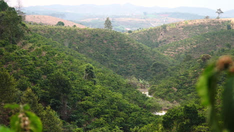 Statische-Aufnahme-Einer-Schönen-Übersichtskaffeeplantage-Während-Einer-Reise-Nach-Tanang-In-Vietnam-An-Einem-Bewölkten-Tag