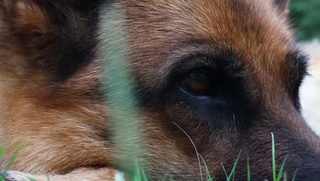 Filmische-Zeitlupe,-Nahaufnahme-Des-Auges-Eines-Deutschen-Schäferhundes