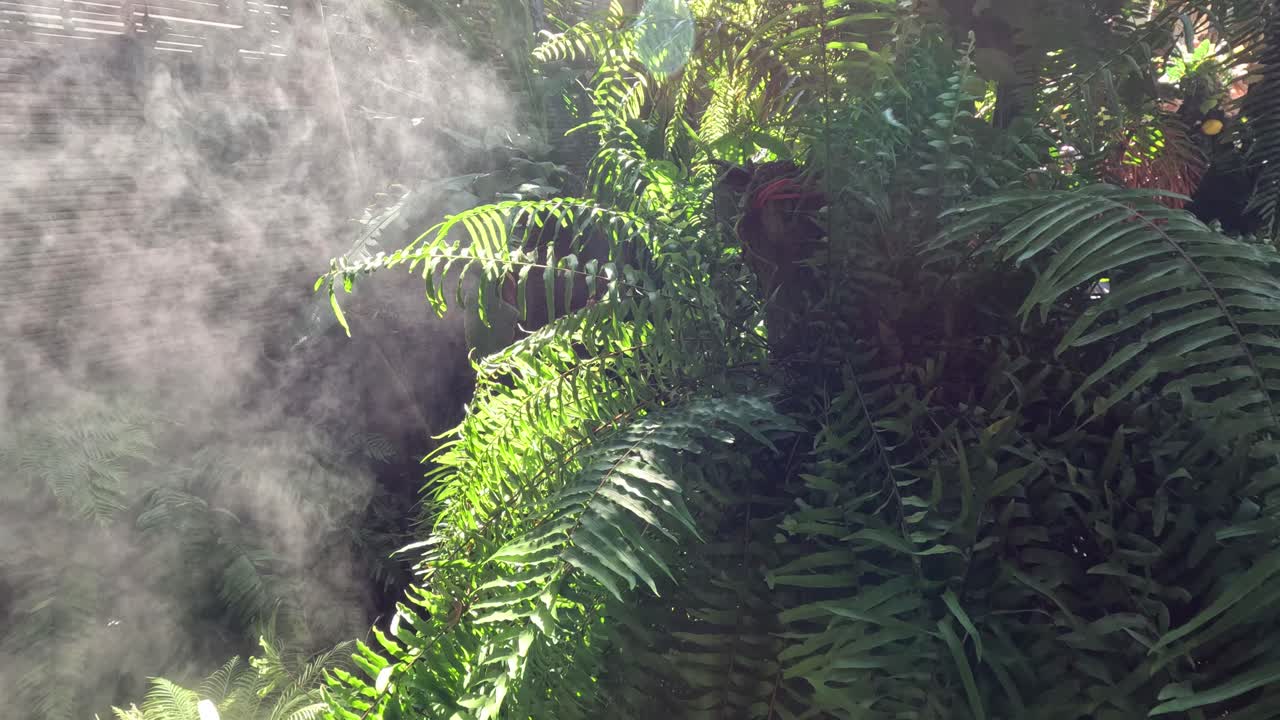 los helechos envueltos en la niebla cambiante y la luz del sol.