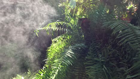 ferns enveloped in shifting mist and sunlight.