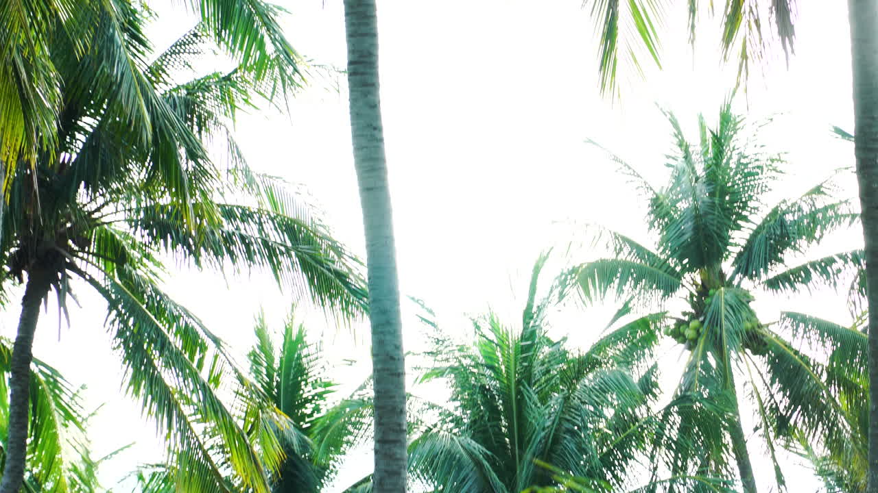 짐벌 샷을 위로 기울이면서 산들바람에 열대처럼 보이는 빽빽한 야자수 숲