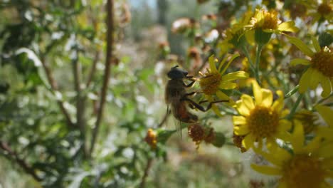 en una abeja de flor amarilla