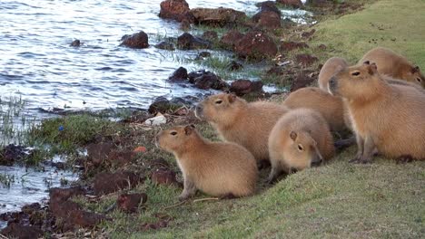 grupo de capíbaras, hydrochoerus hydrochaeris, en la orilla del río