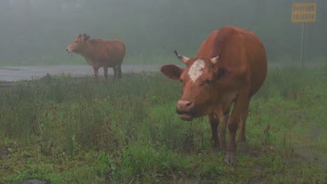 cattle drinking water on the grassland after rain