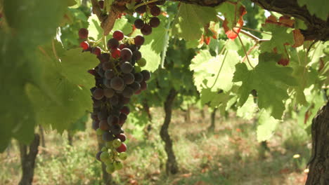 bunch of grapes growing in a french vineyard