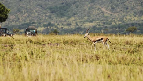 Toma-En-Cámara-Lenta-De-La-Vida-Silvestre-Africana-En-La-Reserva-Nacional-Masai-Mara,-Kenia,-Animales-De-Safari-Africanos-En-La-Conservación-Del-Norte-De-Masai-Mara,-Gacela-Caminando-Por-Hermosos-Paisajes-Verdes