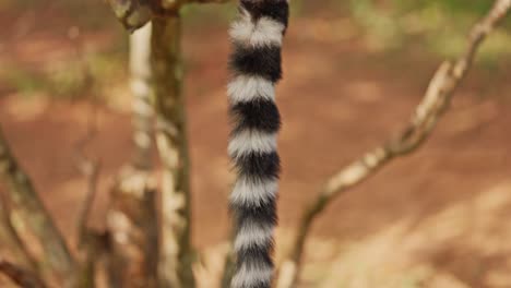 Tail-Close-of-Ringtail-Lemur