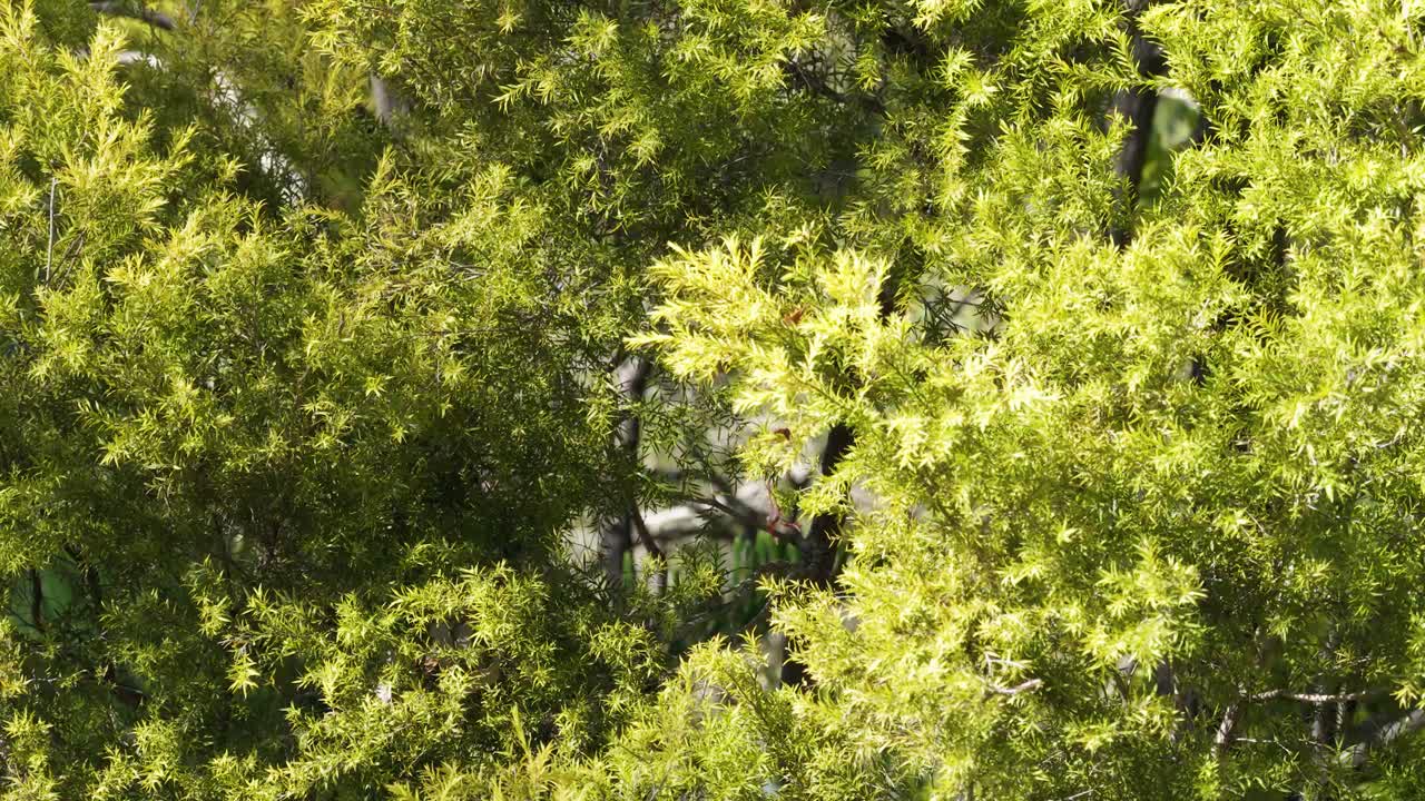 Drone captures vibrant Australian native tea-tree foliage under bright sunlight, showcasing dense greenery and natural beauty