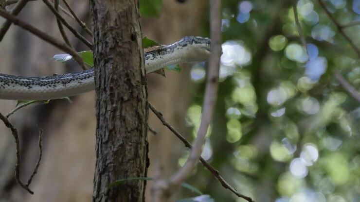 Slang jaagt in weelderige regenwoudomgeving - Diamantpython
