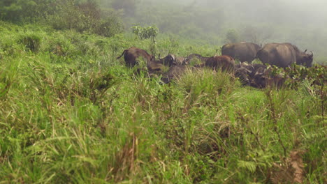 Manada-De-Búfalos-Del-Cabo-Tendido-En-La-Hierba-Alta-En-La-Niebla