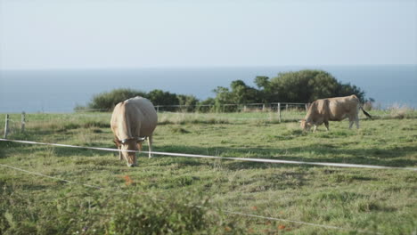 two cows in slow motion grazing by the ocean, symbolizing animal rights and ethical treatment