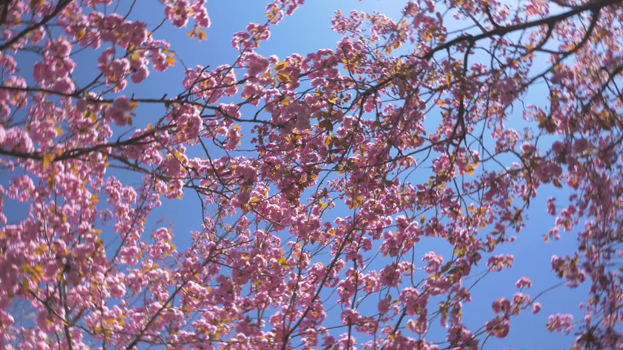 Fogliame denso di un albero di ciliegio in fiore rosa che volteggia nel vento durante una splendida giornata di sole a Vancouver, BC; inquadratura media ravvicinata dal basso, rapida rotazione stabilizzata, cielo blu e rosa