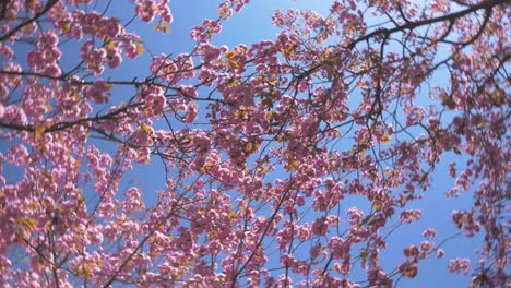 Follaje-Denso-De-Cerezo-Rosa-Girando-En-El-Viento-Durante-Un-Hermoso-Día-Azul-Brillante-En-Vancouver-Bc-Medio-Apretado-Mirando-Hacia-Arriba-Rotación-Rápida-Estabilizada-Cielo-Azul-Rosa