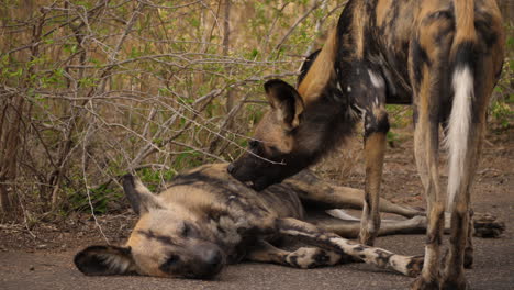 Un-Perro-Salvaje-Africano-Muerde-Insectos-De-Otro-Perro-Salvaje-Acostado