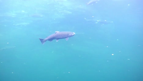 a salmon followed underwater in the ocean, accompanied by many more fish