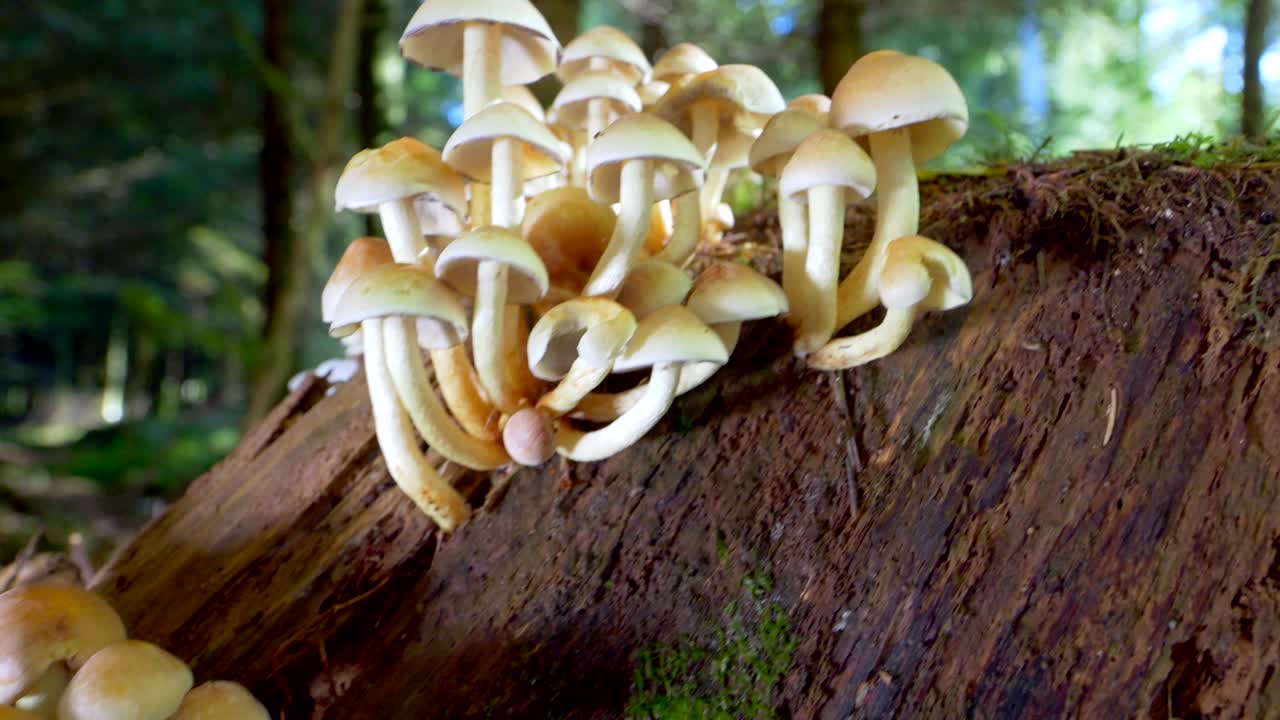 toma panorámica que muestra un grupo de hongos silvestres que crecen en el tronco de un árbol de madera en el bosque, primer plano