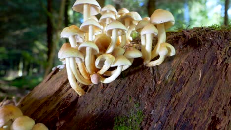 panning shot showing group of wild mushrooms growing on wooden tree trunk in forest,close up