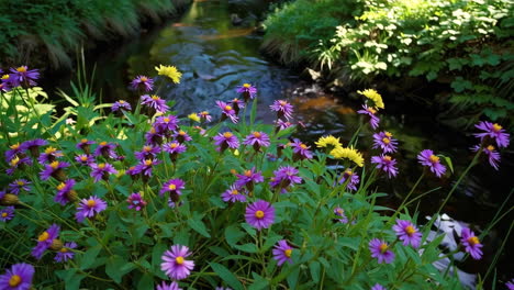 purple and yellow flowers by a creek