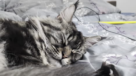 Gray Maine coon cat peacefully resting over a cozy comfortable bed