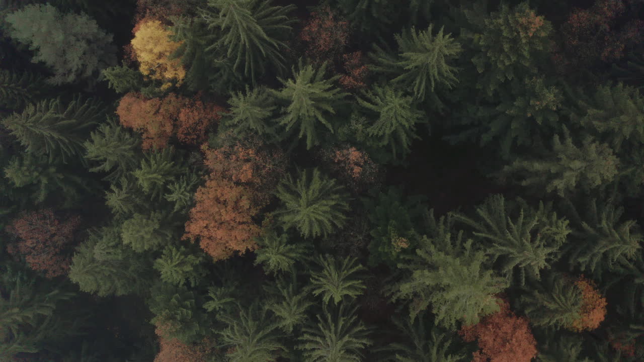 un denso bosque mixto de coníferas en chequia en otoño, zoom en la parte superior