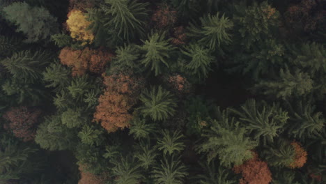 在捷克的密集的混合针叶树林在秋天,上空放大