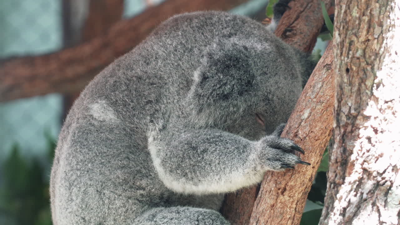 vista lateral de un adorable koala durmiendo en una rama de árbol en el hospital koala en port macquarie, australia - primer plano