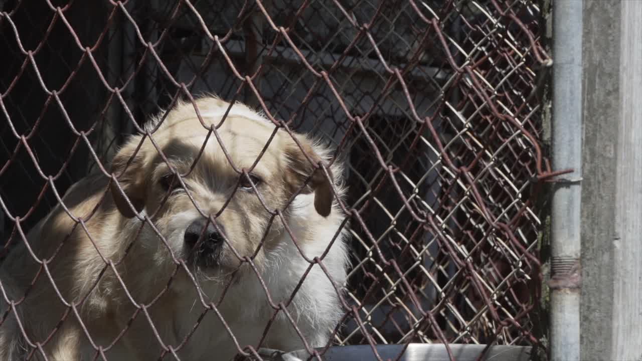 새장에 앉아 슬픈 개