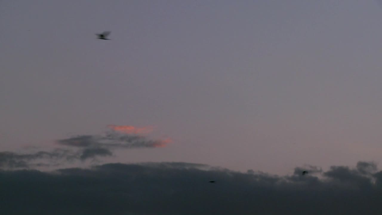 새들은 아프리카 평원의 일몰 속으로 날아갑니다