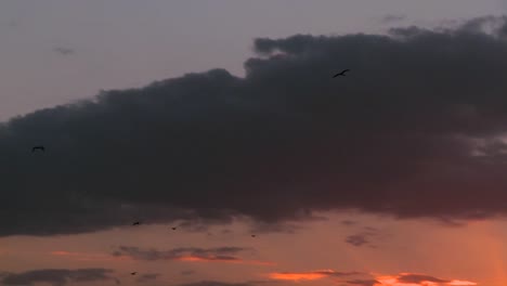 Los-Pájaros-Vuelan-Hacia-El-Atardecer-En-Las-Llanuras-De-África