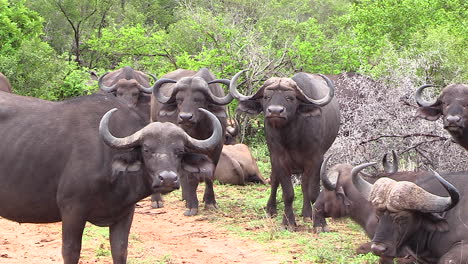 detalle de una manada de búfalos africanos del cabo en estado salvaje, mirando a la cámara