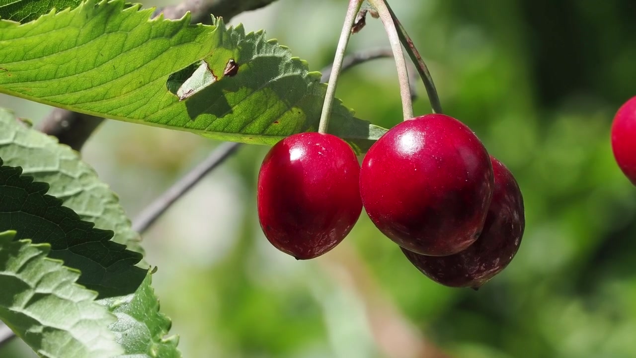 Cerejas vermelhas maduras penduradas em um galho de cerejeira sob o sol de verão, com folhas verdes