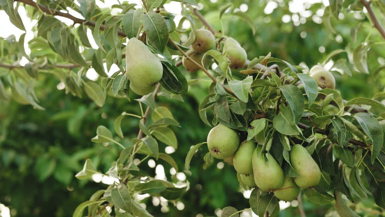 Pero con frutti maturi in primo piano. Pere fresche che crescono sul ramo in giardino. Consumo di frutta sana, concetto di raccolta, vitamine vegane e crude, cibo biologico locale.