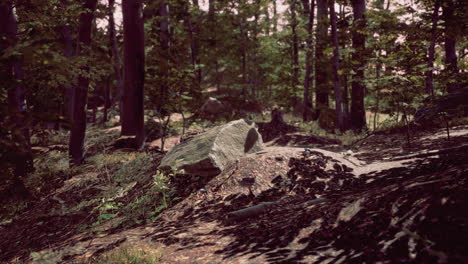 Rayos-De-Sol-A-Través-De-Gruesas-Ramas-De-árboles-En-Un-Denso-Bosque-Verde