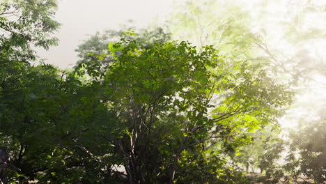 Sunbeams filtering through a lush forest canopy