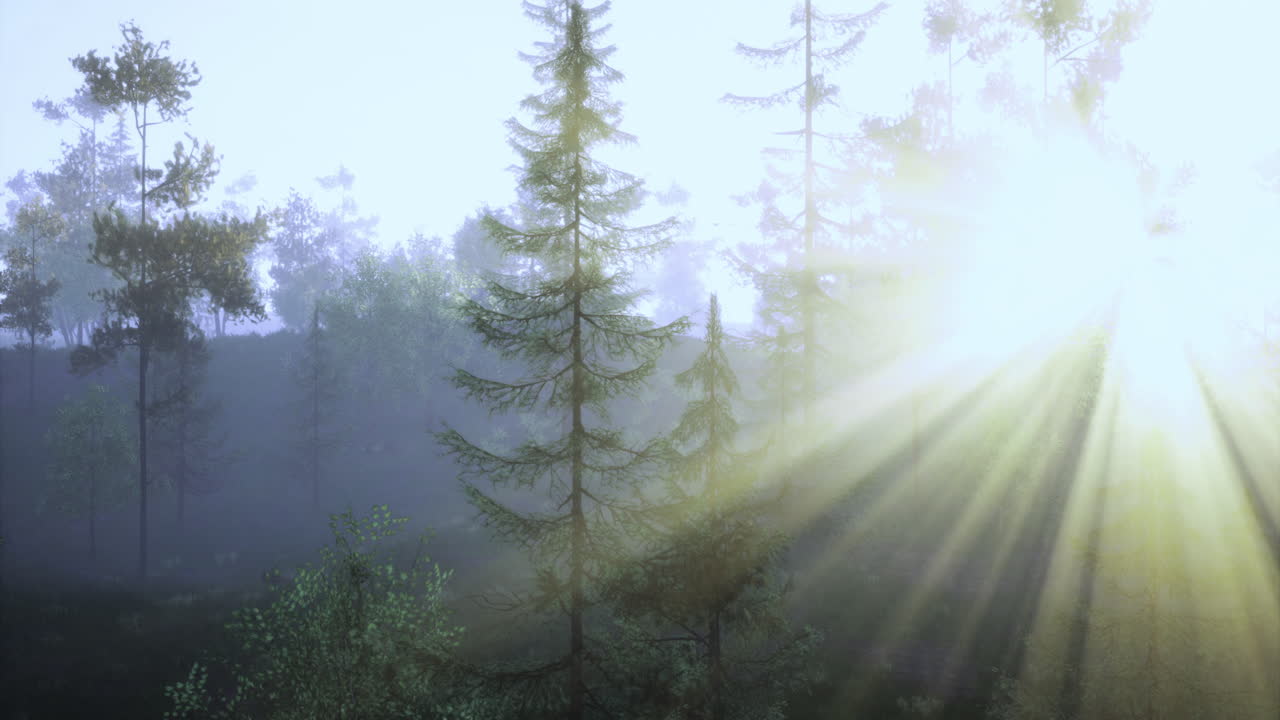 Sunlight filters through misty forest in early morning hours