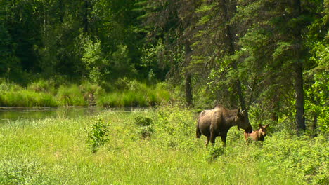 Elch-Mit-Kalb-Grasen-In-Der-Nähe-Von-Fairbanks,-Alaska